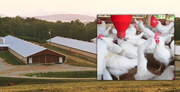 Mar-Jac Poultry Chicken Houses