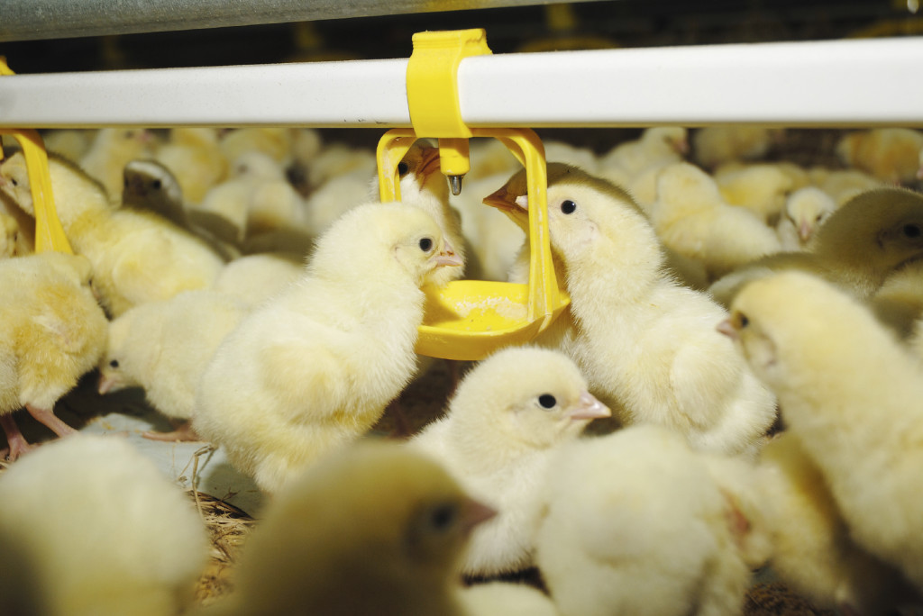 pullets